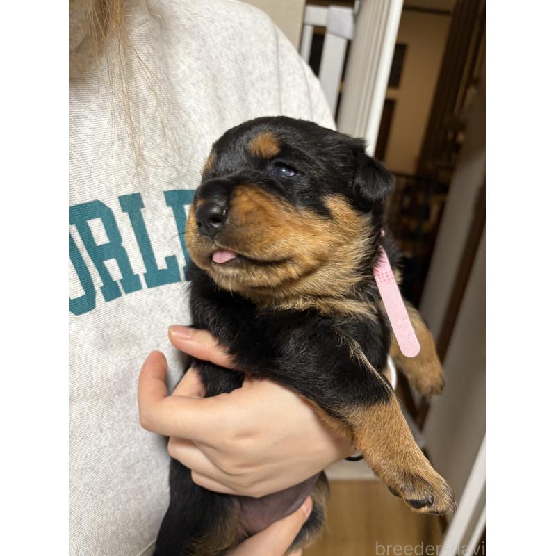 販売中の神奈川県のロットワイラー-424319の2枚目