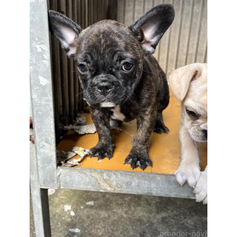 販売中の福岡県のフレンチブルドッグ-424321の1枚目