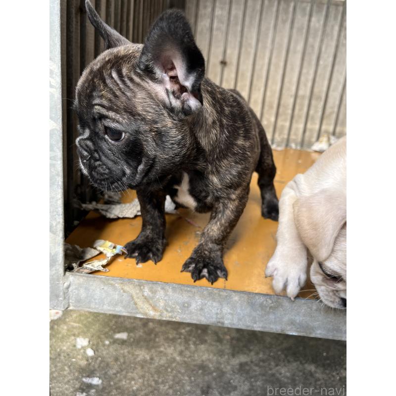 販売中の福岡県のフレンチブルドッグ-424321の4枚目