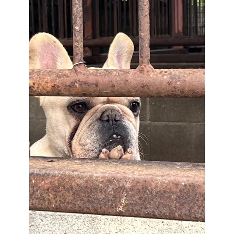 販売中の福岡県のフレンチブルドッグ-424321の3枚目