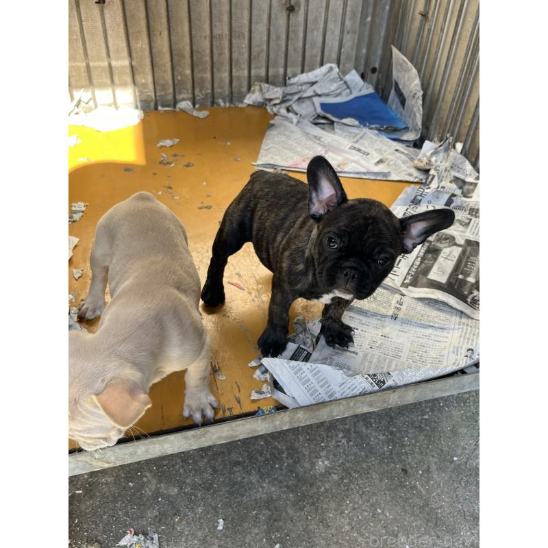 販売中の福岡県のフレンチブルドッグ-424321の2枚目