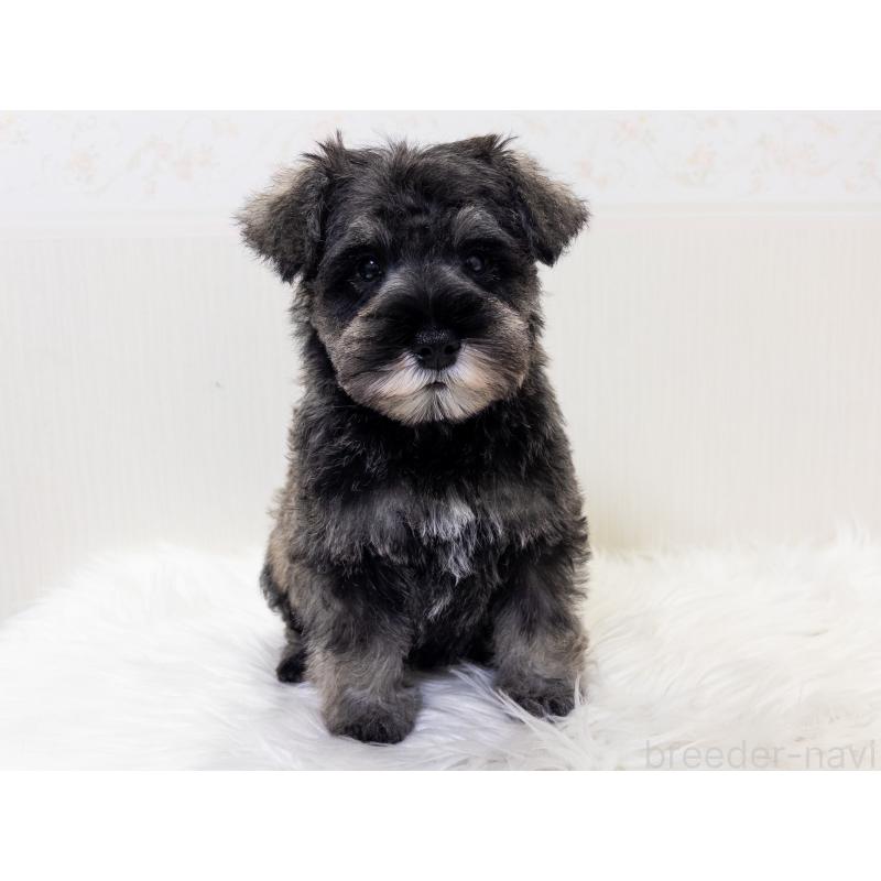 販売中の神奈川県のミニチュアシュナウザー-413943の3枚目