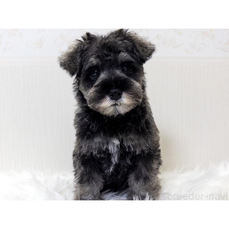 販売中の神奈川県のミニチュアシュナウザー-413943の2枚目