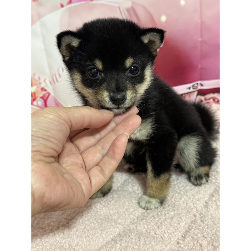 販売中の埼玉県の豆柴-424320の1枚目