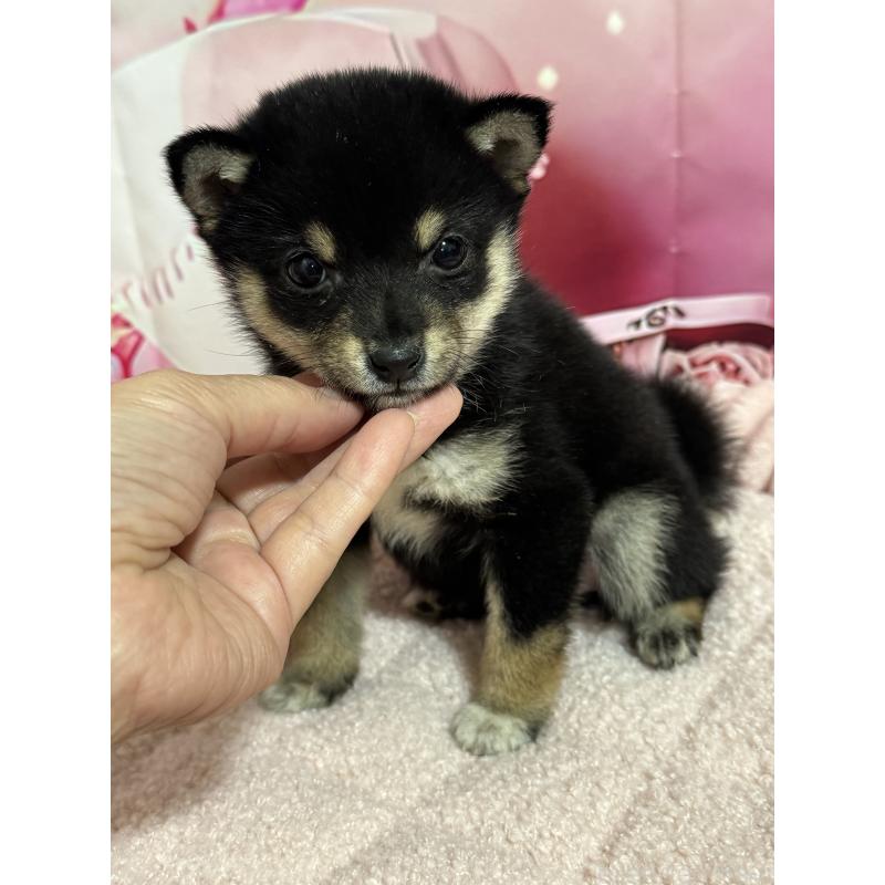 販売中の埼玉県の豆柴-424320の3枚目