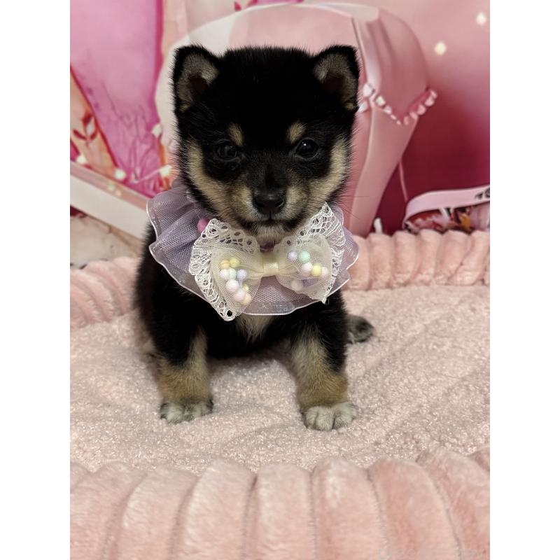 販売中の埼玉県の豆柴-424320の2枚目