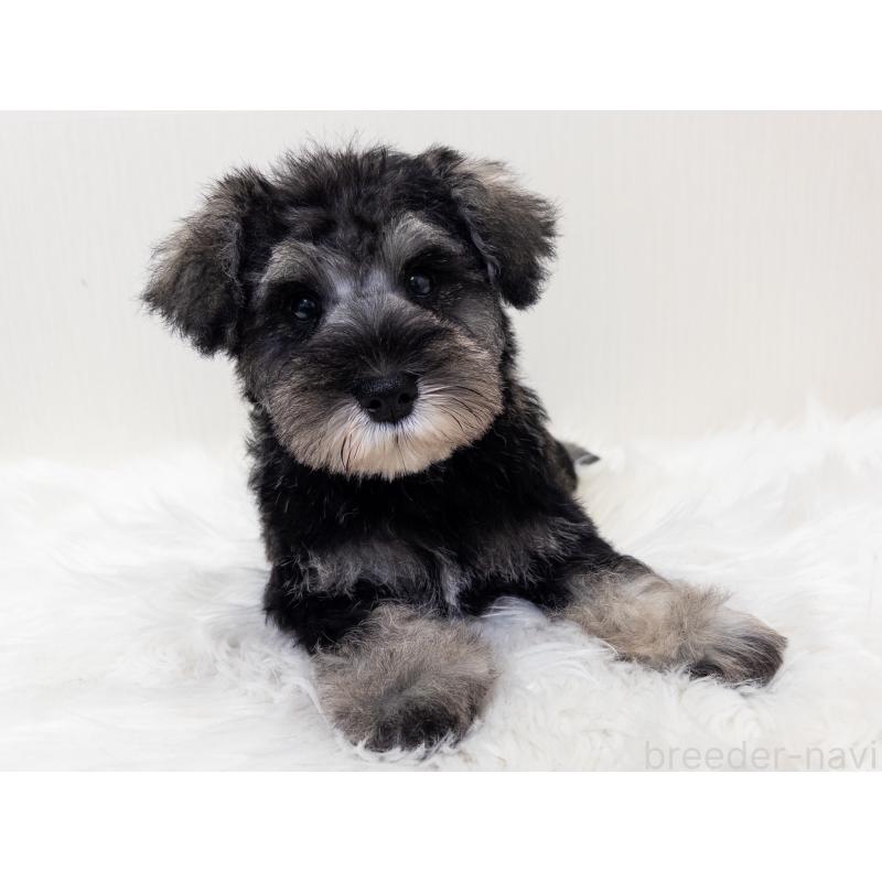 販売中の神奈川県のミニチュアシュナウザー-413944の3枚目