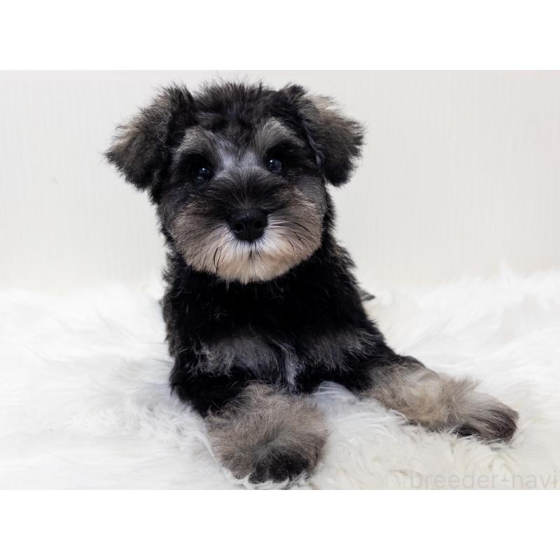 販売中の神奈川県のミニチュアシュナウザー-413944の2枚目