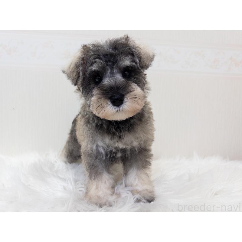 成約済の神奈川県のミニチュアシュナウザー-413942の3枚目