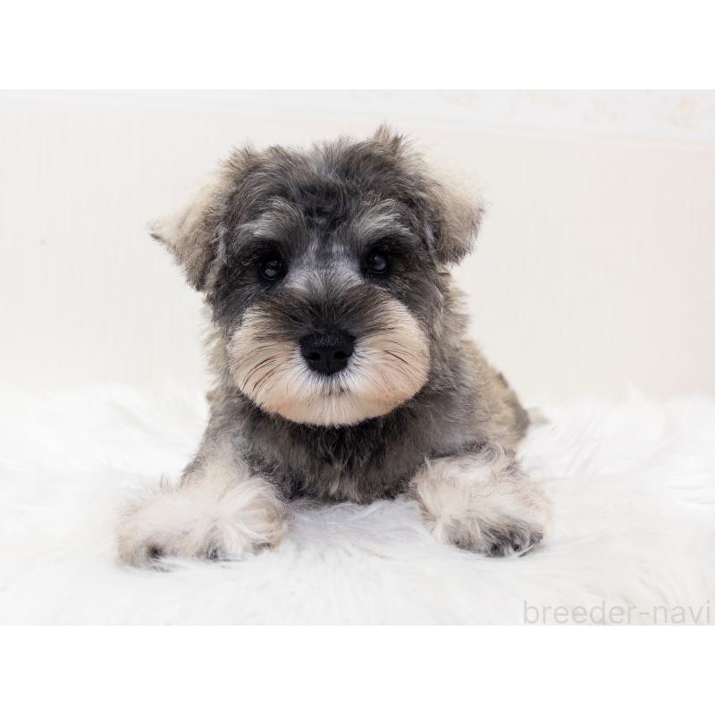 成約済の神奈川県のミニチュアシュナウザー-413942の2枚目