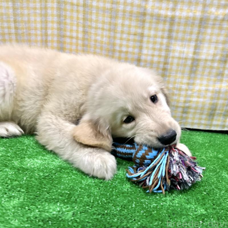 販売中の栃木県のゴールデンレトリーバー-421576の9枚目