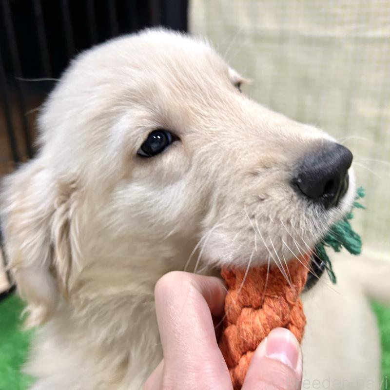 販売中の栃木県のゴールデンレトリーバー-421576の8枚目
