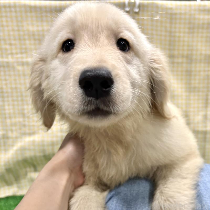 販売中の栃木県のゴールデンレトリーバー-421576の7枚目