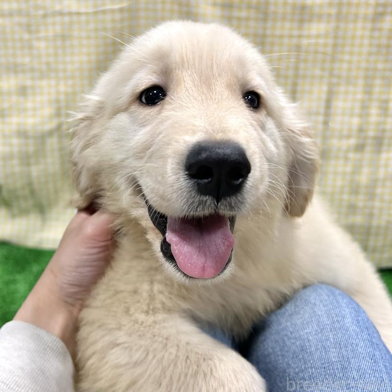 販売中の栃木県のゴールデンレトリーバー-421576の6枚目