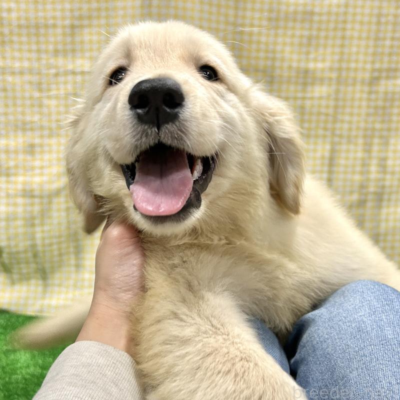 販売中の栃木県のゴールデンレトリーバー-421576の5枚目