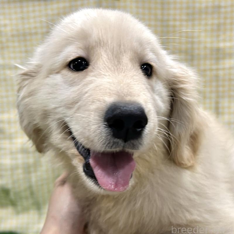 販売中の栃木県のゴールデンレトリーバー-421576の4枚目