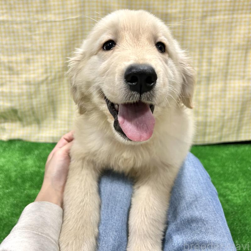 販売中の栃木県のゴールデンレトリーバー-421576の3枚目