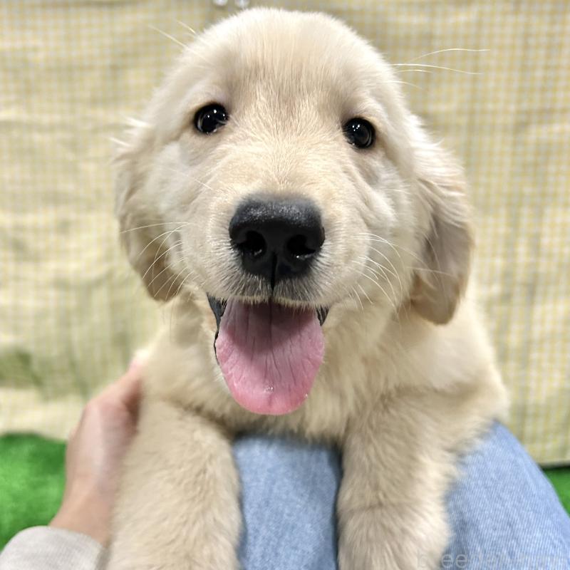 販売中の栃木県のゴールデンレトリーバー-421576