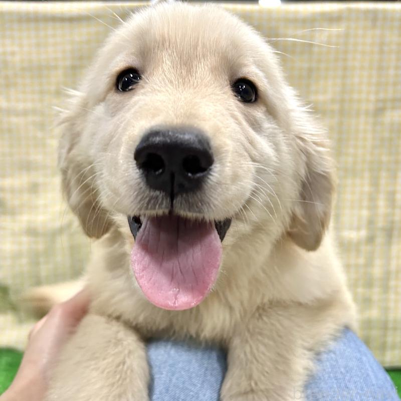 販売中の栃木県のゴールデンレトリーバー-421576の2枚目