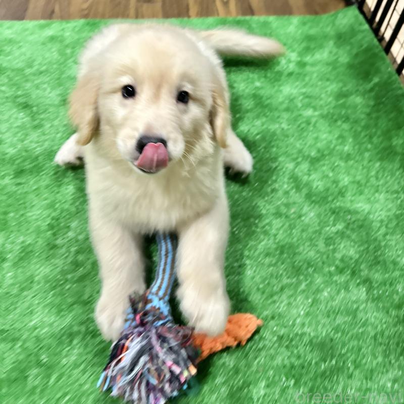 成約済の栃木県のゴールデンレトリーバー-421577の12枚目