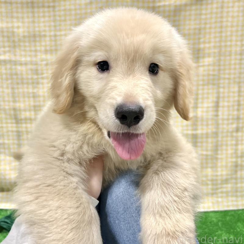 成約済の栃木県のゴールデンレトリーバー-421577の11枚目