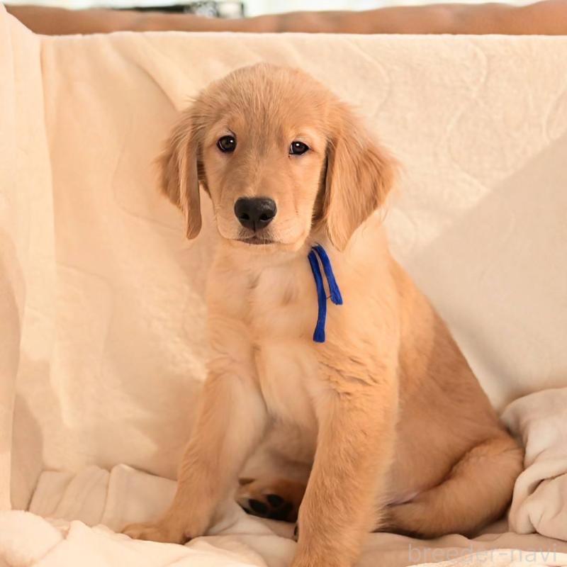 販売中の岡山県のゴールデンレトリーバー-416677の3枚目