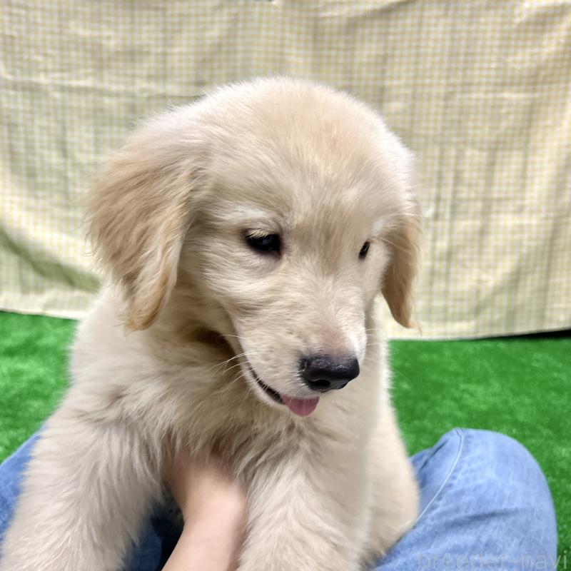 成約済の栃木県のゴールデンレトリーバー-421577の10枚目