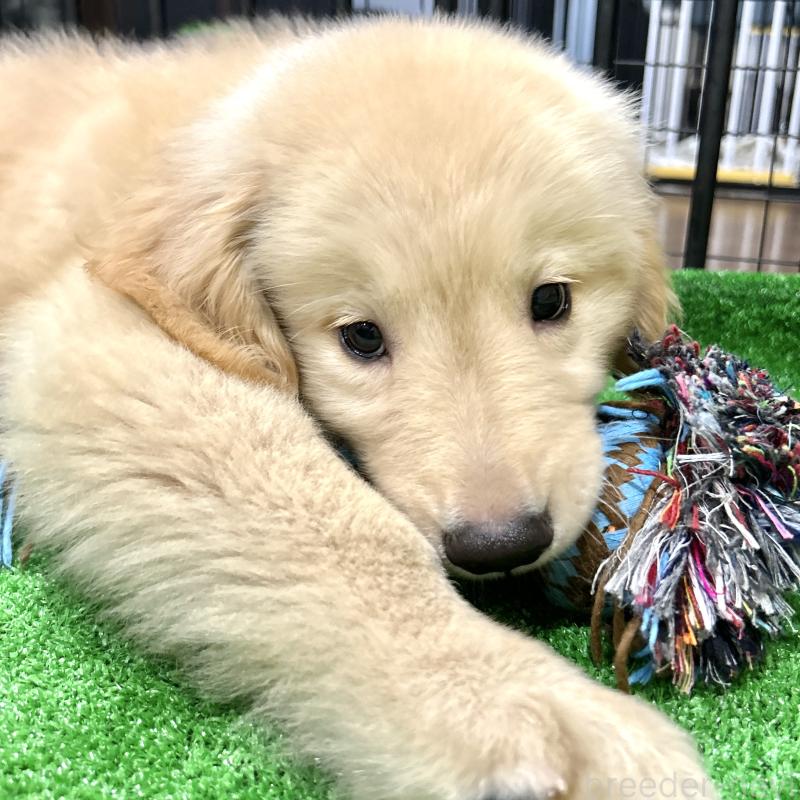 成約済の栃木県のゴールデンレトリーバー-421577の9枚目