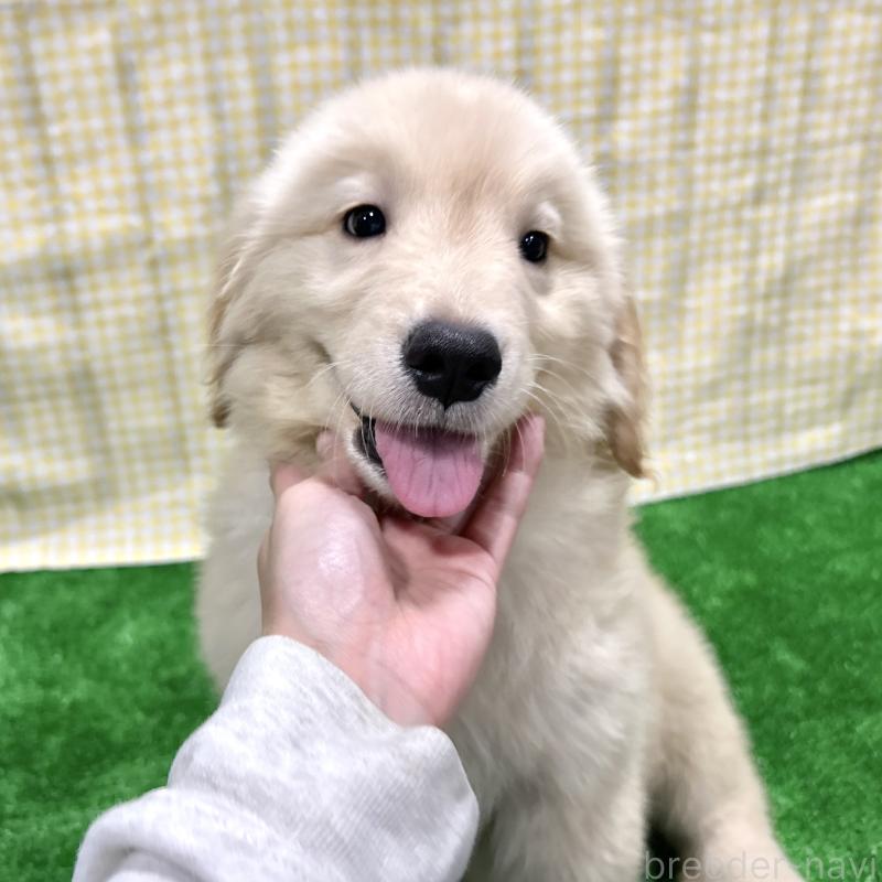 成約済の栃木県のゴールデンレトリーバー-421577の8枚目