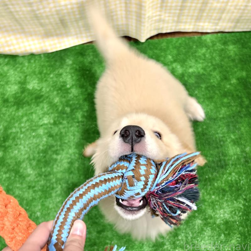 成約済の栃木県のゴールデンレトリーバー-421577の7枚目