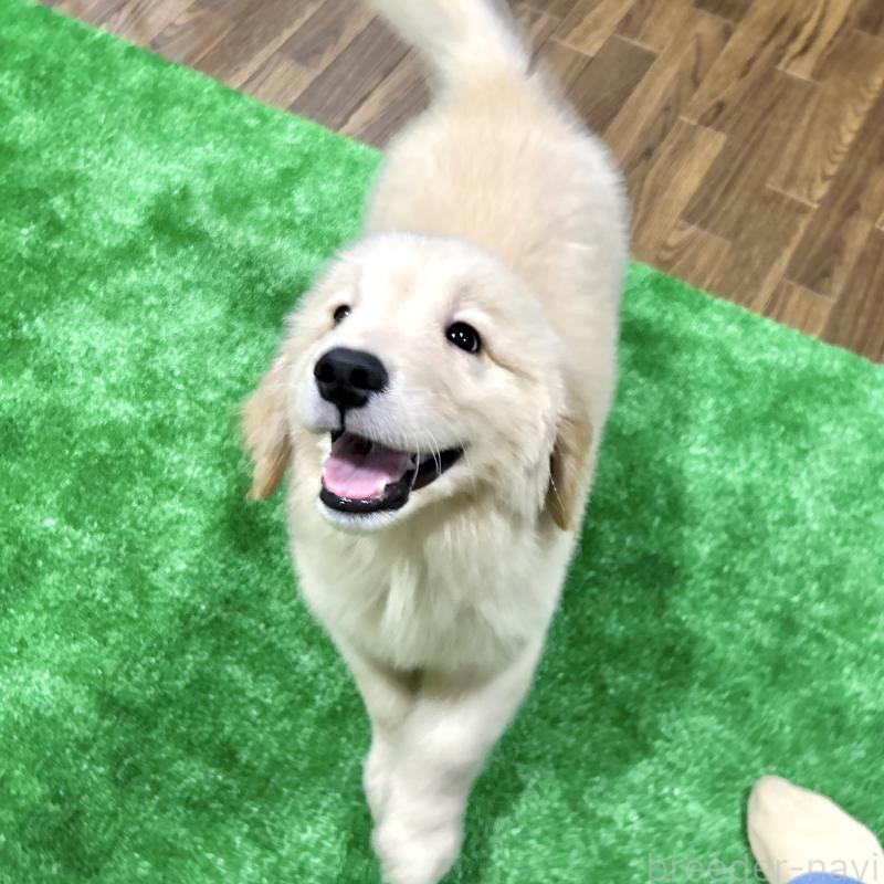 成約済の栃木県のゴールデンレトリーバー-421577の6枚目