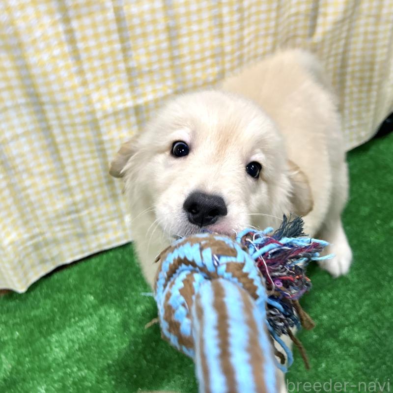 成約済の栃木県のゴールデンレトリーバー-421577の5枚目