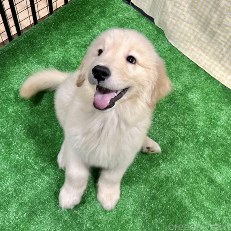 成約済の栃木県のゴールデンレトリーバー-421577の4枚目