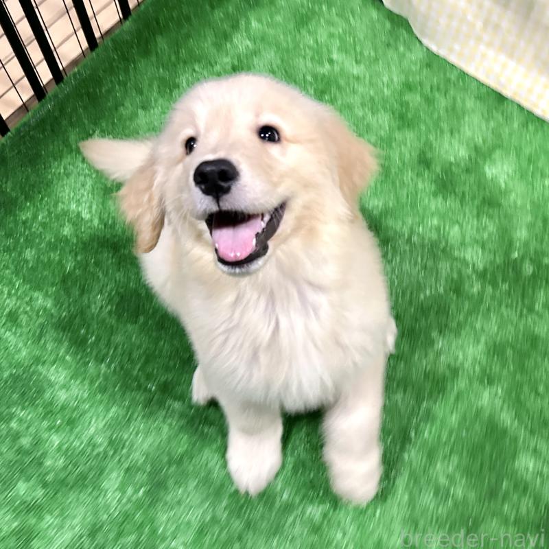 成約済の栃木県のゴールデンレトリーバー-421577の3枚目