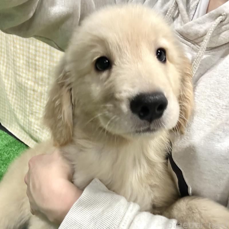 成約済の栃木県のゴールデンレトリーバー-421577の2枚目