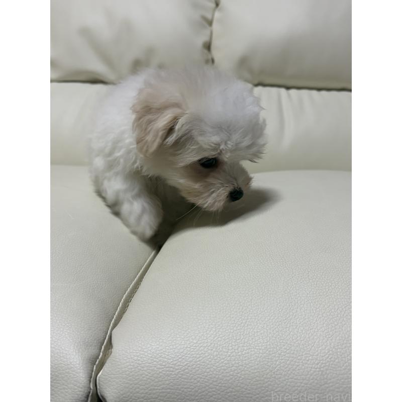 販売中の滋賀県のマルチーズ-424323の8枚目