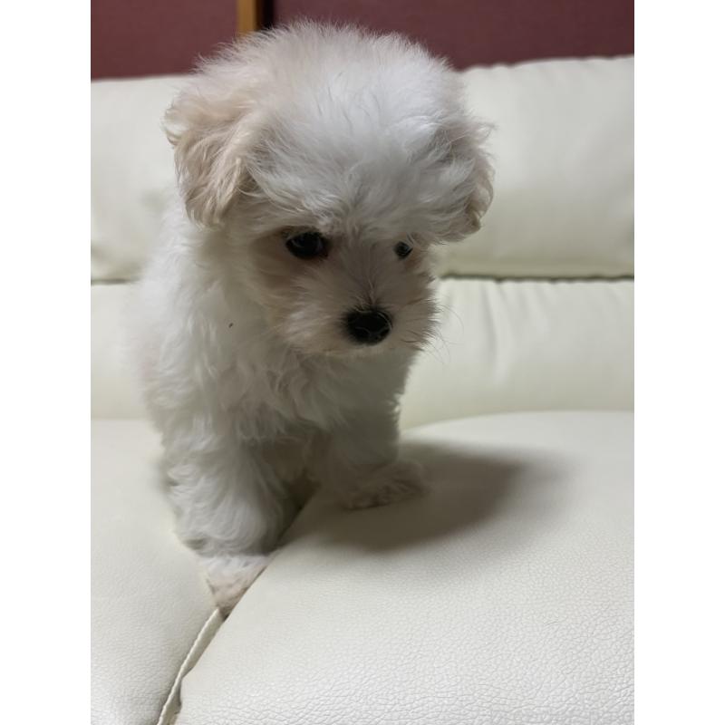 販売中の滋賀県のマルチーズ-424323の7枚目