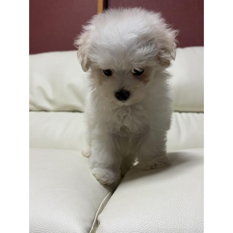 販売中の滋賀県のマルチーズ-424323の6枚目