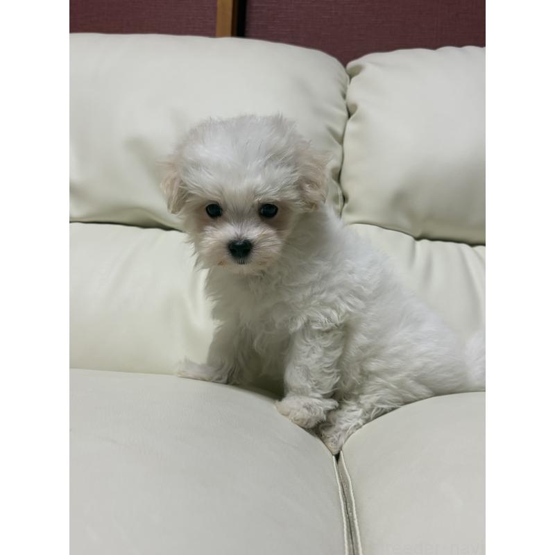 販売中の滋賀県のマルチーズ-424323の5枚目