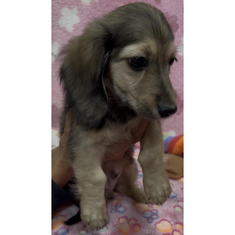 販売中の茨城県のミニチュアダックスフンド(ロングヘアード)-424326の6枚目