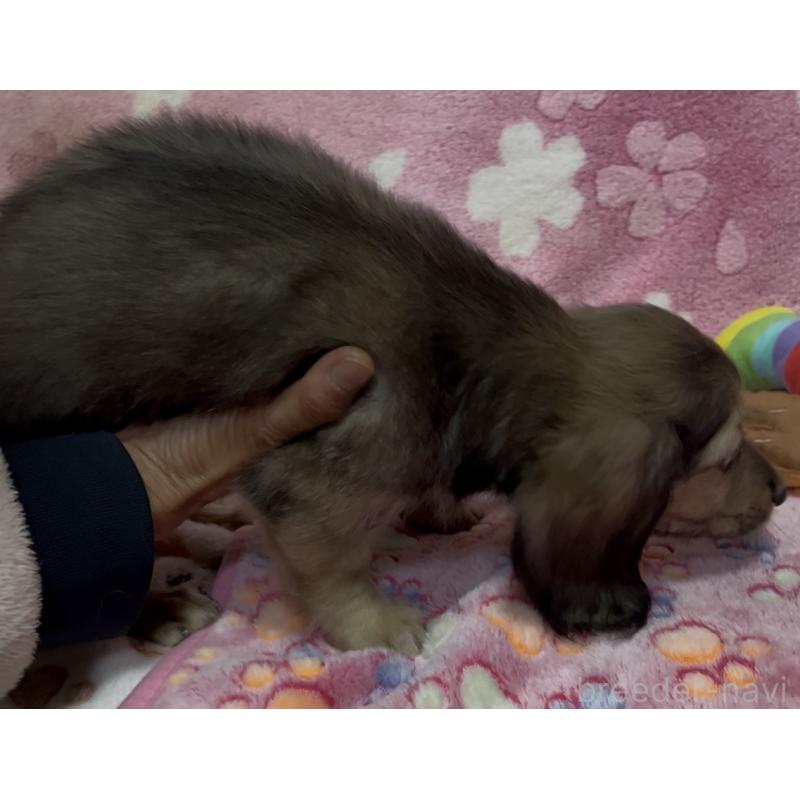 販売中の茨城県のミニチュアダックスフンド(ロングヘアード)-424326の5枚目