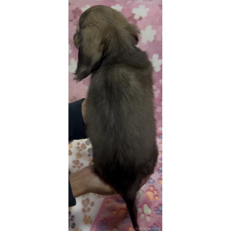 販売中の茨城県のミニチュアダックスフンド(ロングヘアード)-424326の4枚目