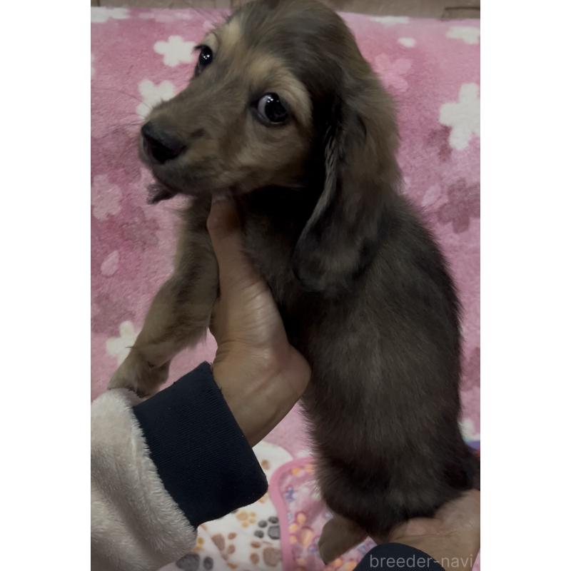 販売中の茨城県のミニチュアダックスフンド(ロングヘアード)-424326の3枚目