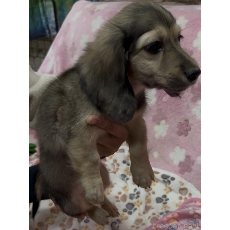 販売中の茨城県のミニチュアダックスフンド(ロングヘアード)-424326の2枚目