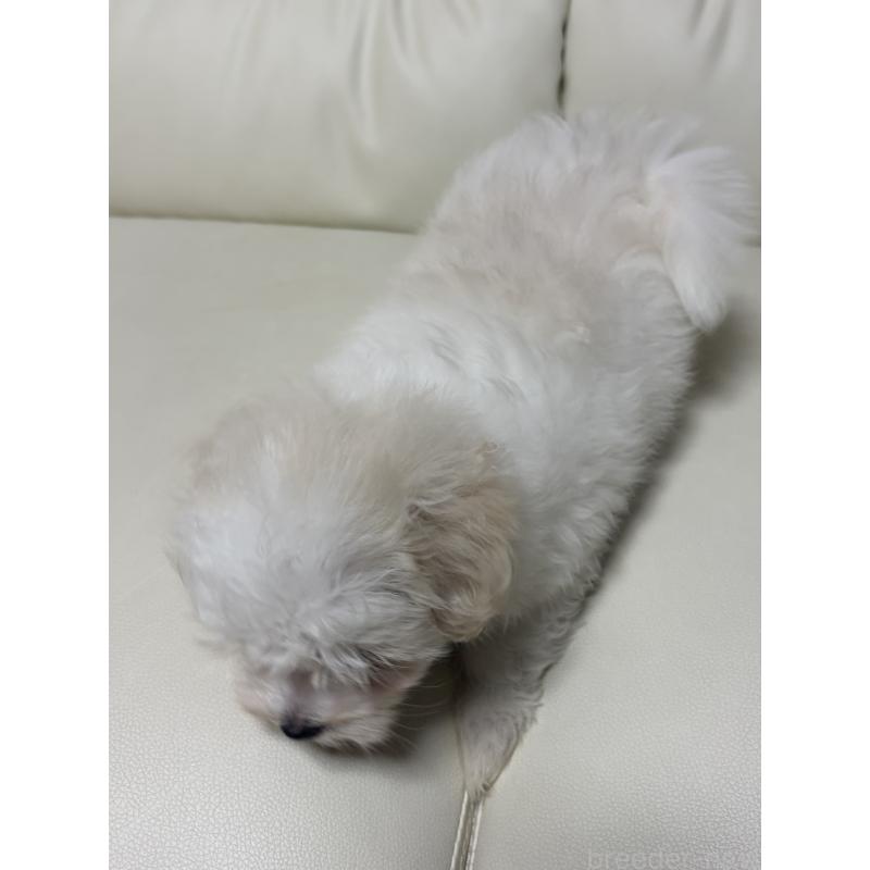 販売中の滋賀県のマルチーズ-424323の4枚目