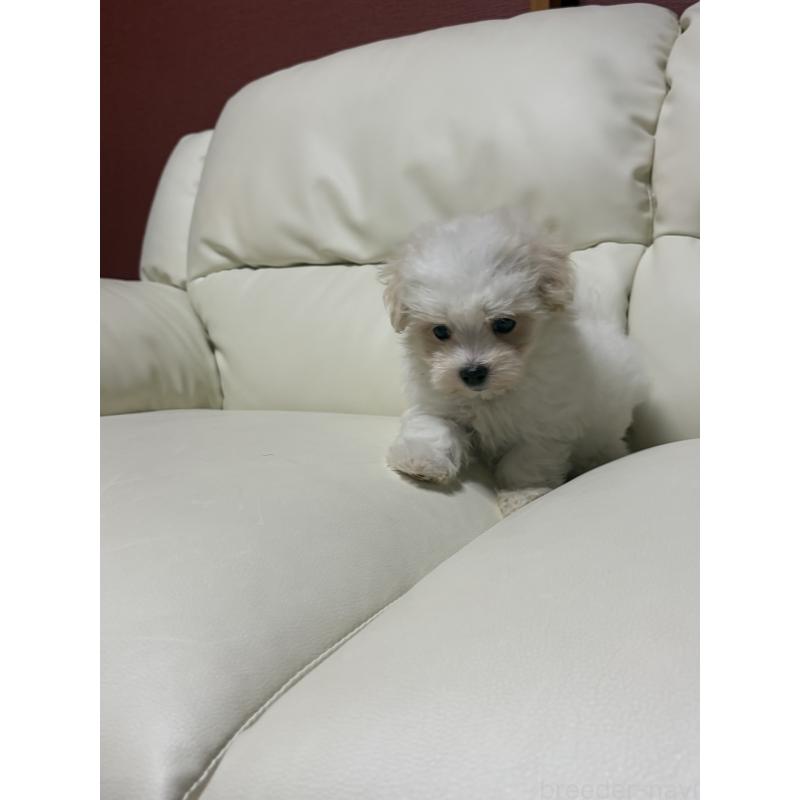 販売中の滋賀県のマルチーズ-424323の3枚目