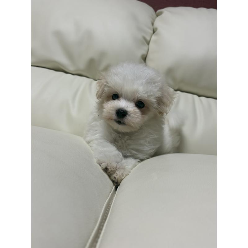 販売中の滋賀県のマルチーズ-424323の2枚目