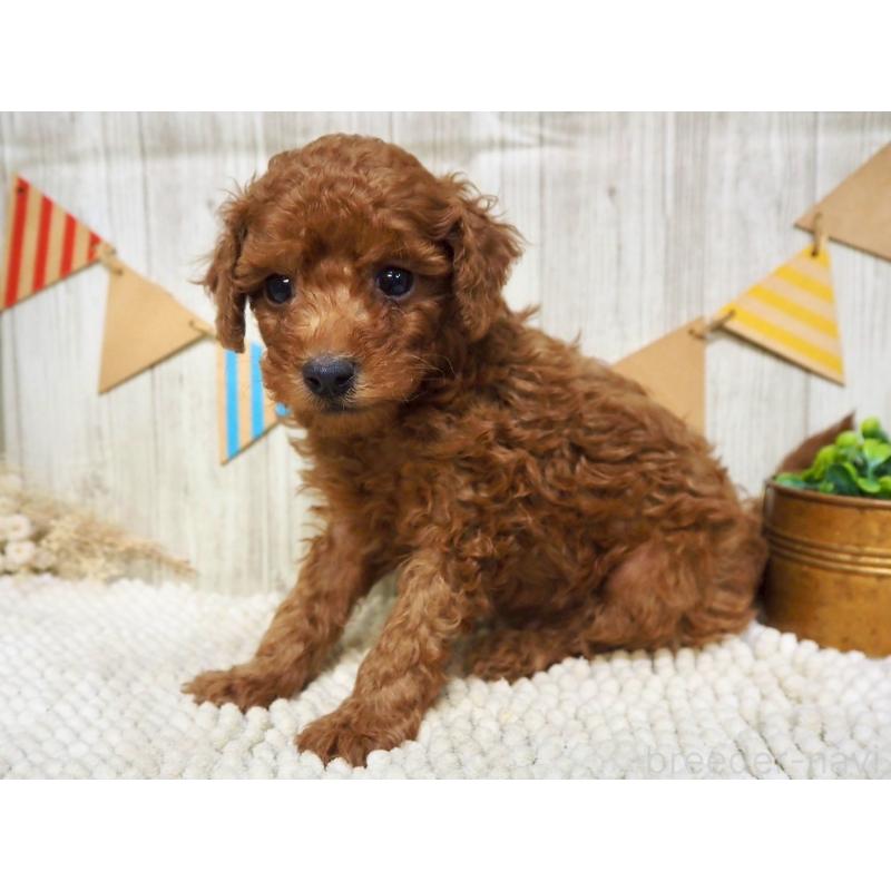 販売中の佐賀県のトイプードル-424322の4枚目