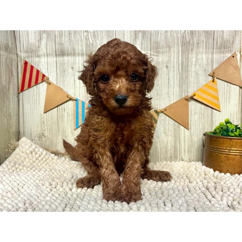 販売中の佐賀県のトイプードル-424322の3枚目