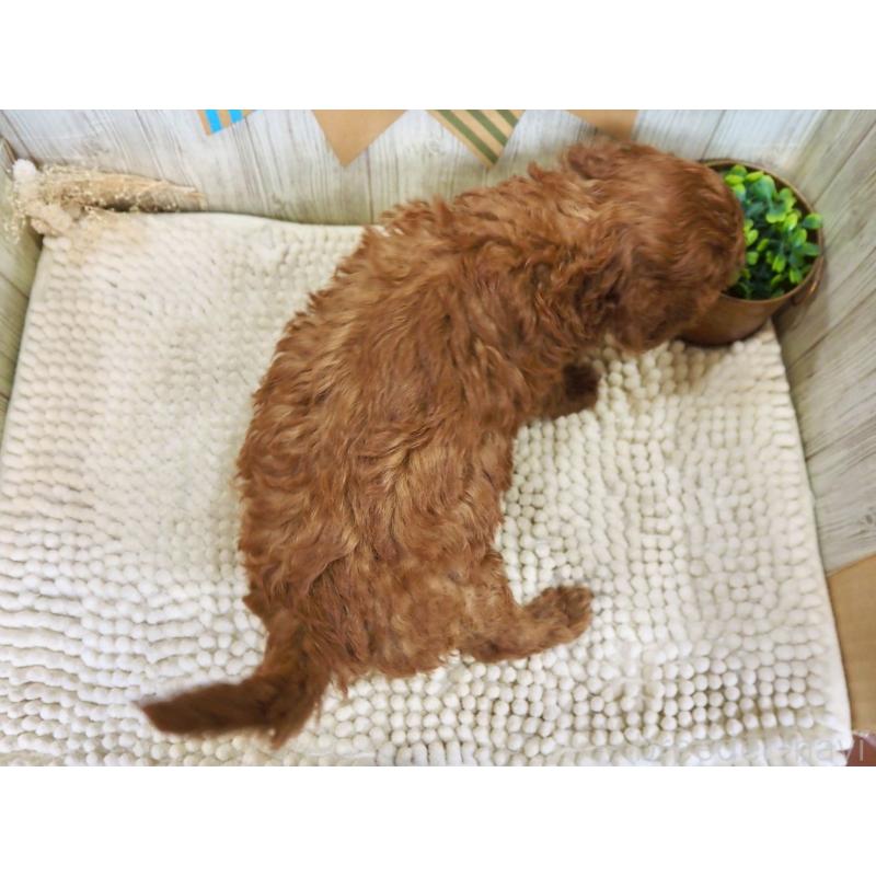 販売中の佐賀県のトイプードル-424322の2枚目